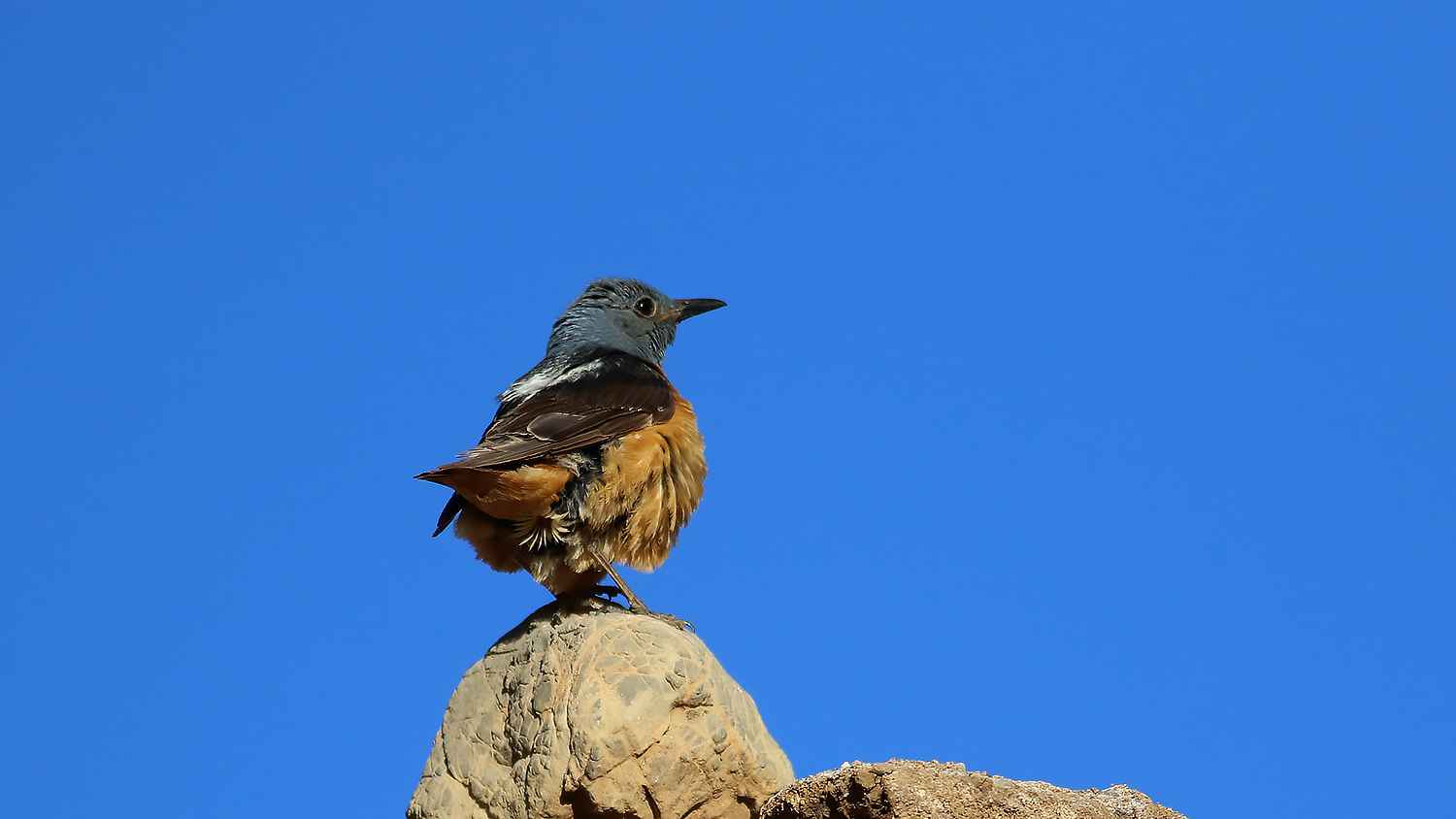 Rufous-tailed Rock-Thrush